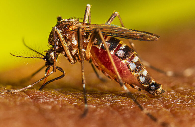 Dengue