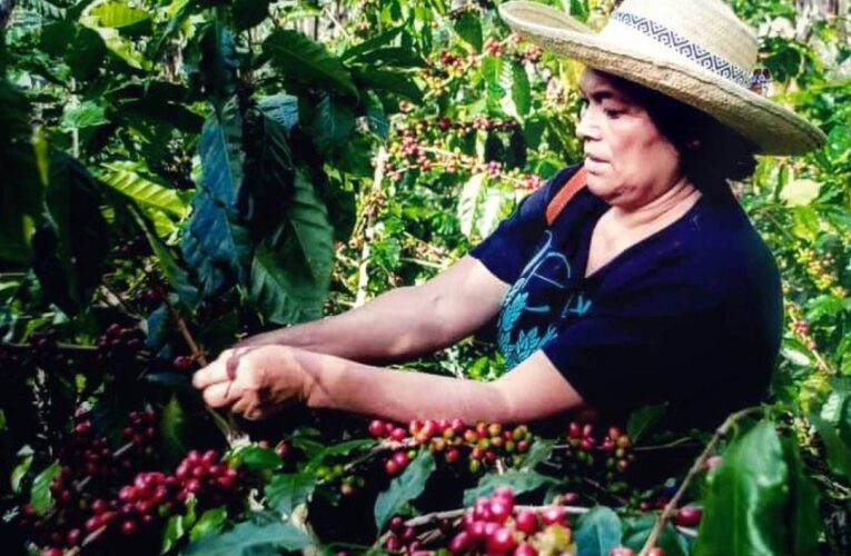 DEL LOBO UN PELO, A VENDER CAFÉ A CHINA